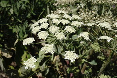 Heracleum grandiflorum