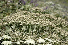Heracleum grandiflorum