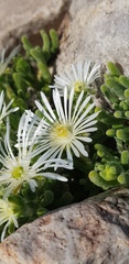Drosanthemum framesii