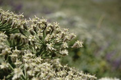 Heracleum grandiflorum