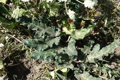 Heracleum grandiflorum