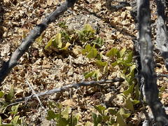 Aristolochia monticola