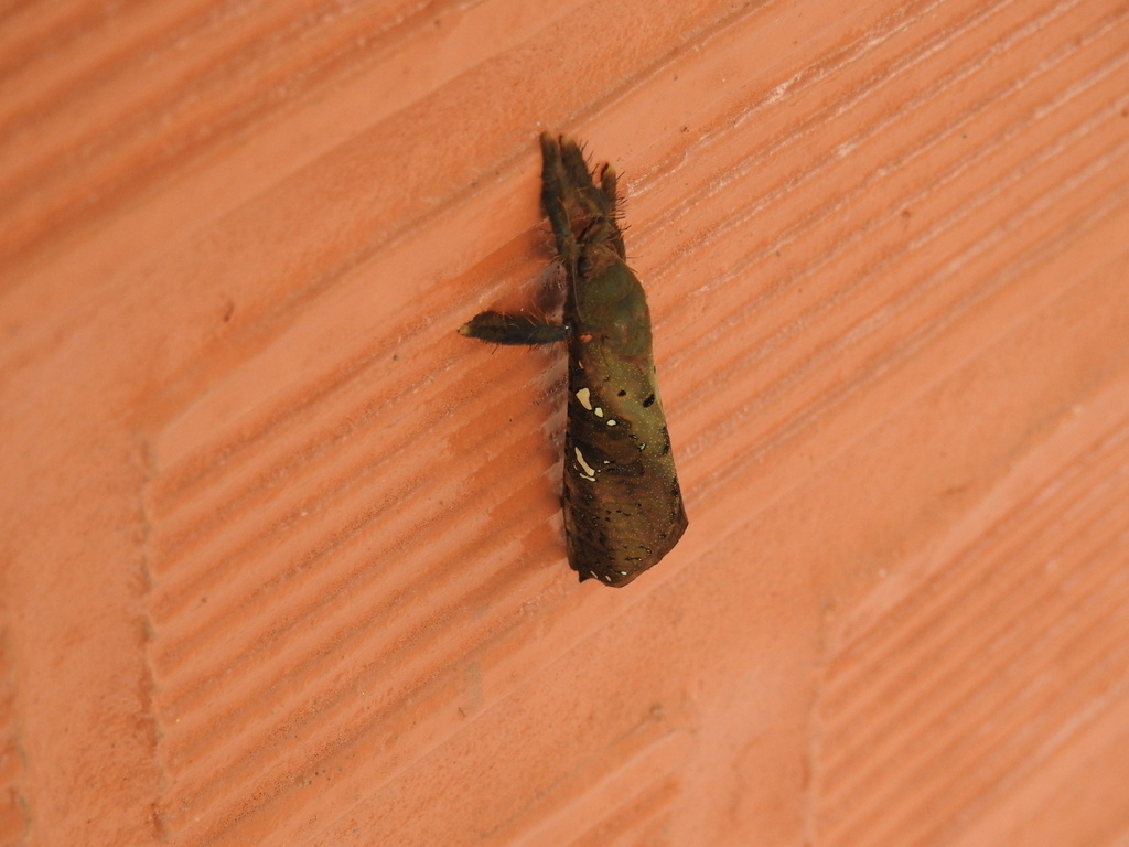 Walkeriella miraculosa