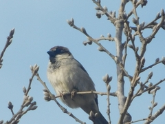 Passer domesticus × italiae