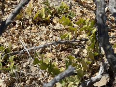 Aristolochia monticola
