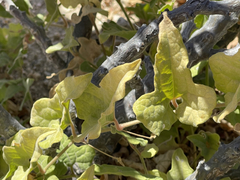 Aristolochia monticola