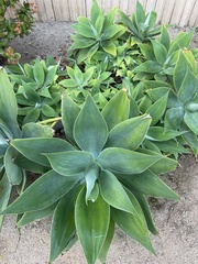Agave attenuata