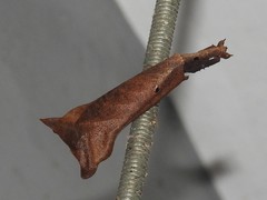 Pseudacanthops