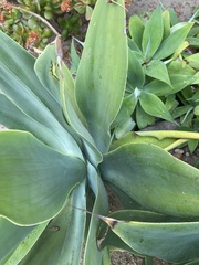 Agave attenuata