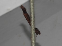 Pseudacanthops