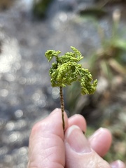 Thamnobryum