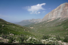Heracleum grandiflorum