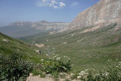 Heracleum grandiflorum