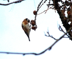 Carduelis carduelis