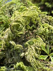 Thamnobryum