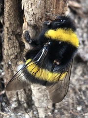 Bombus terrestris