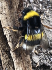 Bombus terrestris