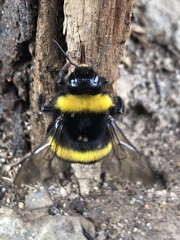 Bombus terrestris