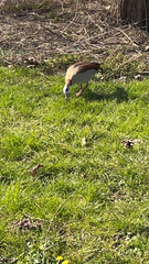 Alopochen aegyptiaca