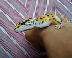 Eublepharis macularius