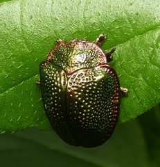 Polychalca punctatissima