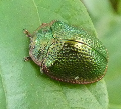 Polychalca punctatissima