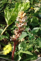 Orobanche owerinii