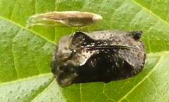 Chlamydocassis bicornuta