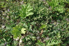 Orobanche owerinii