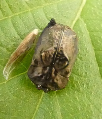 Chlamydocassis bicornuta