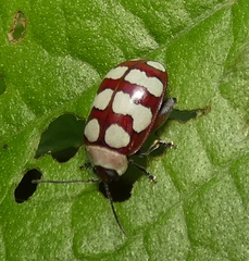 Alagoasa decemguttata