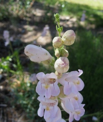 Penstemon palmeri