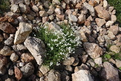 Achillea ptarmicifolia