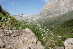 Achillea ptarmicifolia