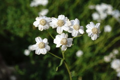 Achillea ptarmicifolia