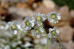 Achillea ptarmicifolia