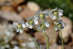 Achillea ptarmicifolia