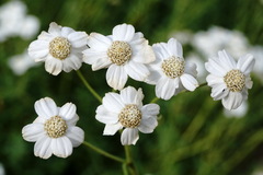 Achillea ptarmicifolia