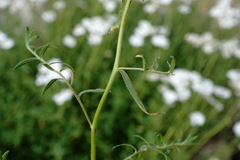 Achillea ptarmicifolia