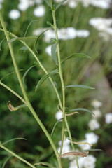 Achillea ptarmicifolia