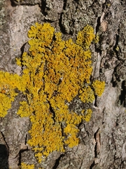 Xanthoria parietina