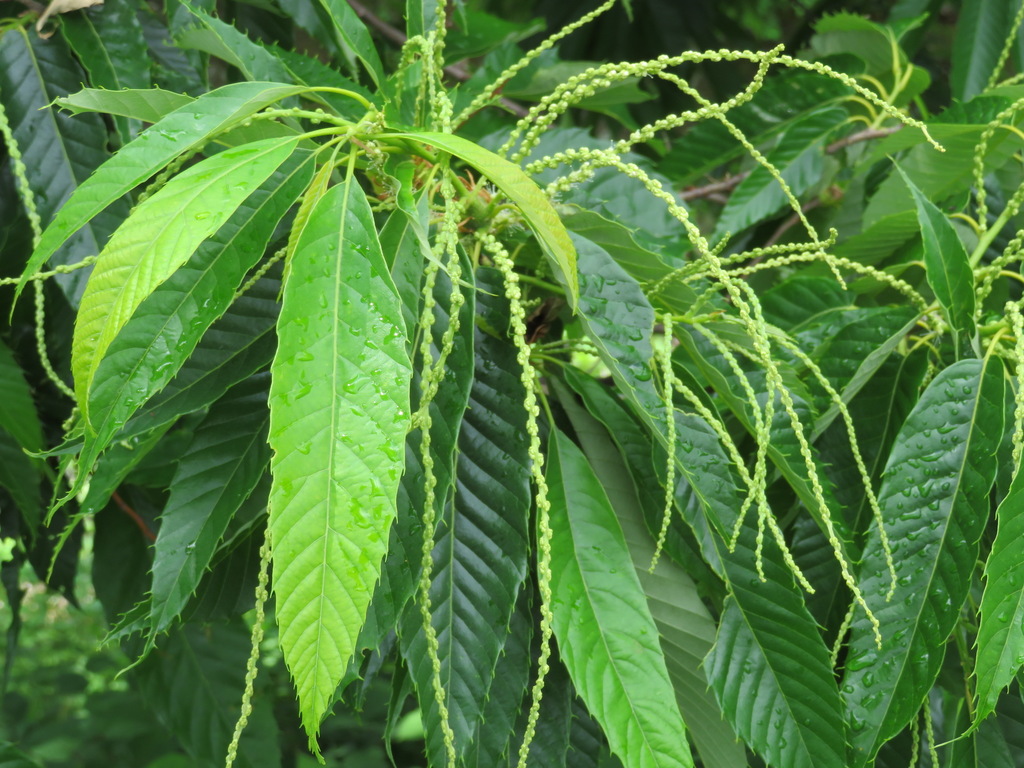 Castanea crenata — an easy houseplant, prefers full sun light