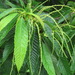 Japanese Chestnut - Photo (c) belvedere04, some rights reserved (CC BY-NC), uploaded by belvedere04