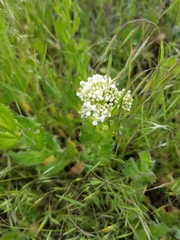 Thlaspi arvense