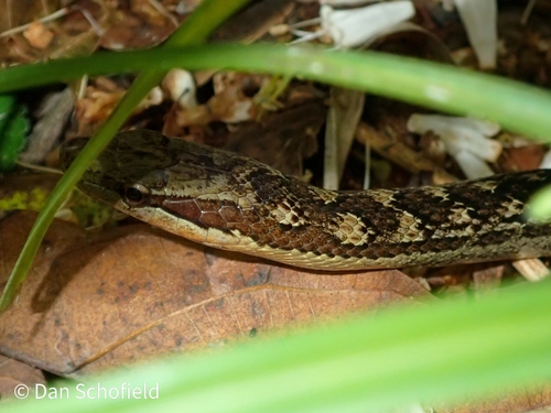 Red-bellied Racer