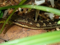 Alsophis rufiventris