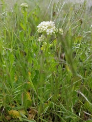Thlaspi arvense