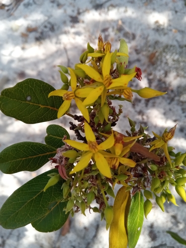 Baudouinia fluggeiformis