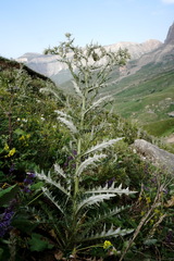 Cirsium echinus