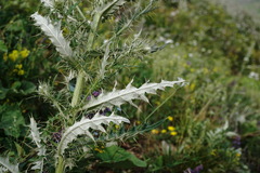 Cirsium echinus